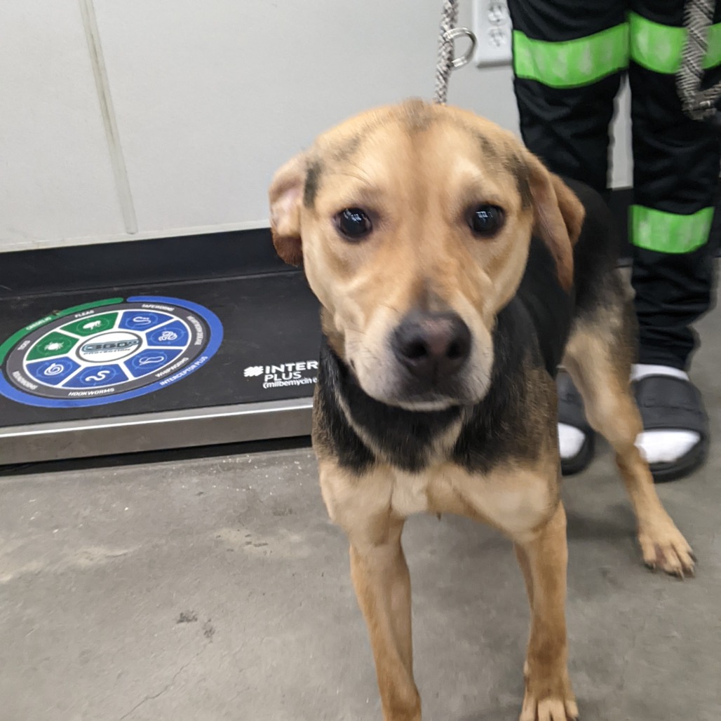 Ellie is available for adoption at Humane Society of Tampa Bay ...