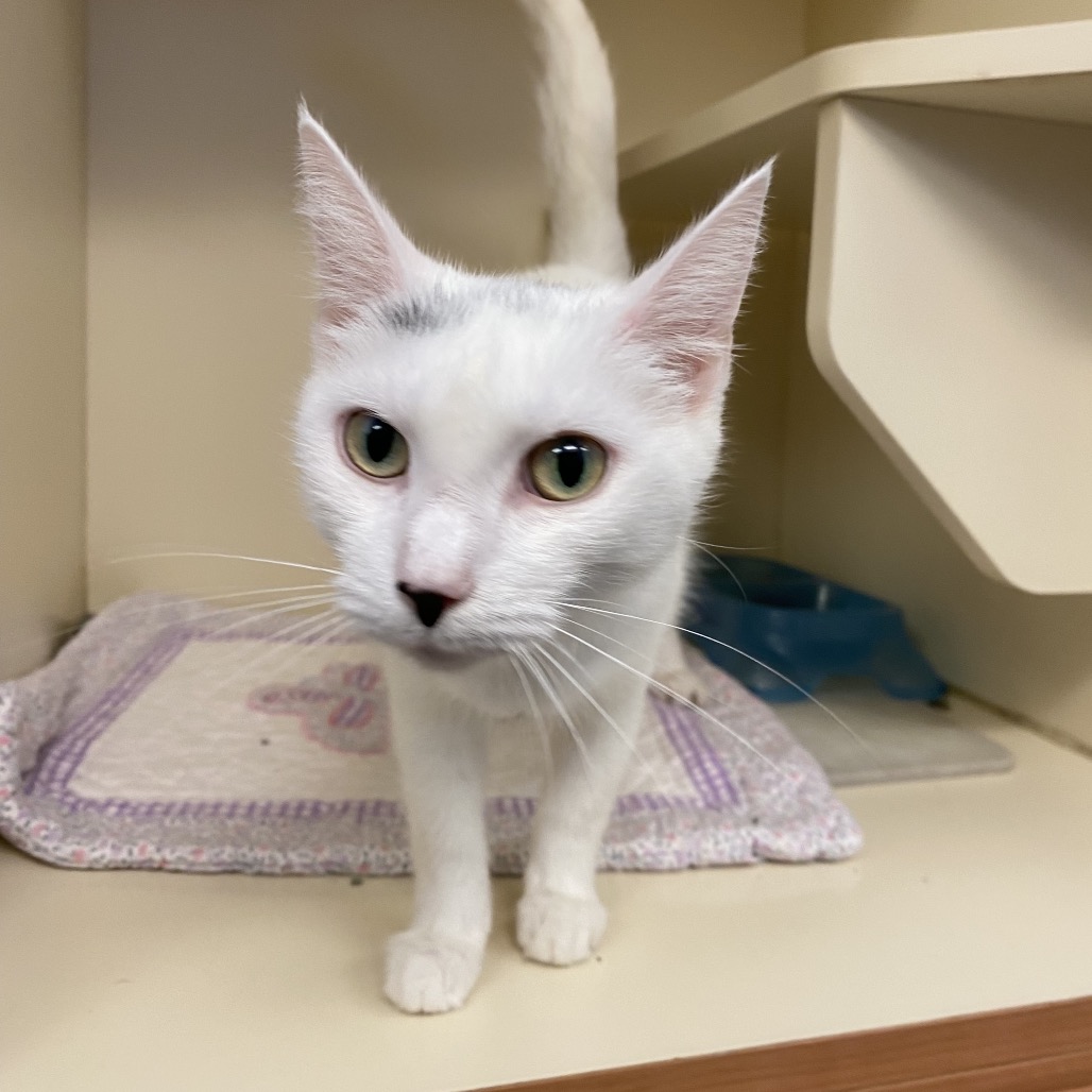 SWAN - Domestic Shorthair available for adoption