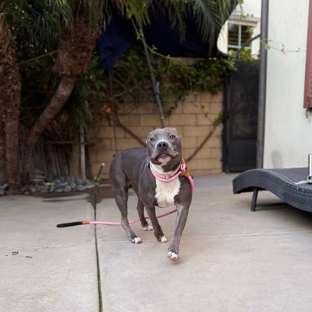 Cobalt aka Kobe, photo 6