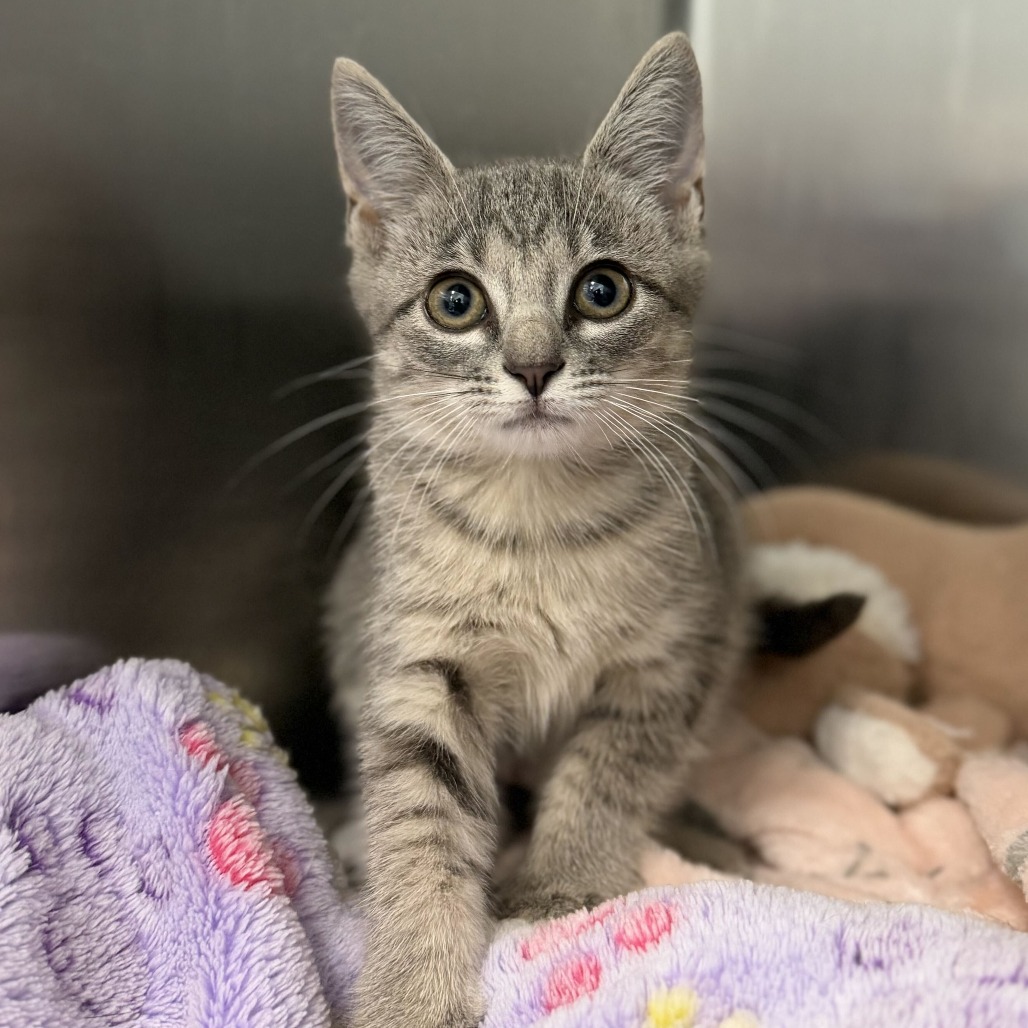 LAVERNE - Domestic Shorthair available for adoption