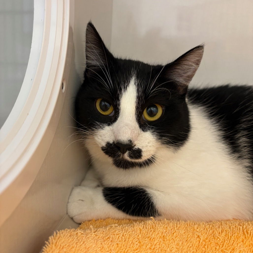 Stashe - Domestic Shorthair