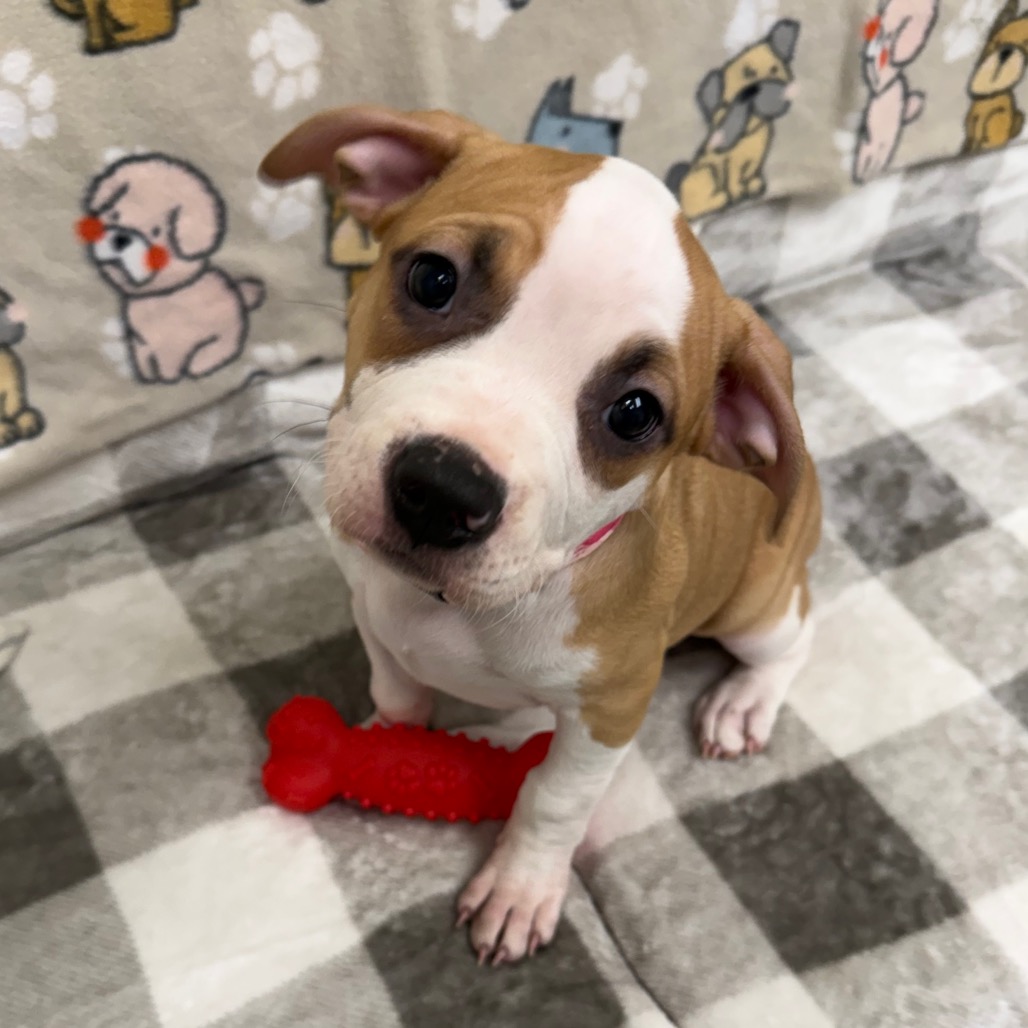 Mavis - Pit Bull for adoption in Maine