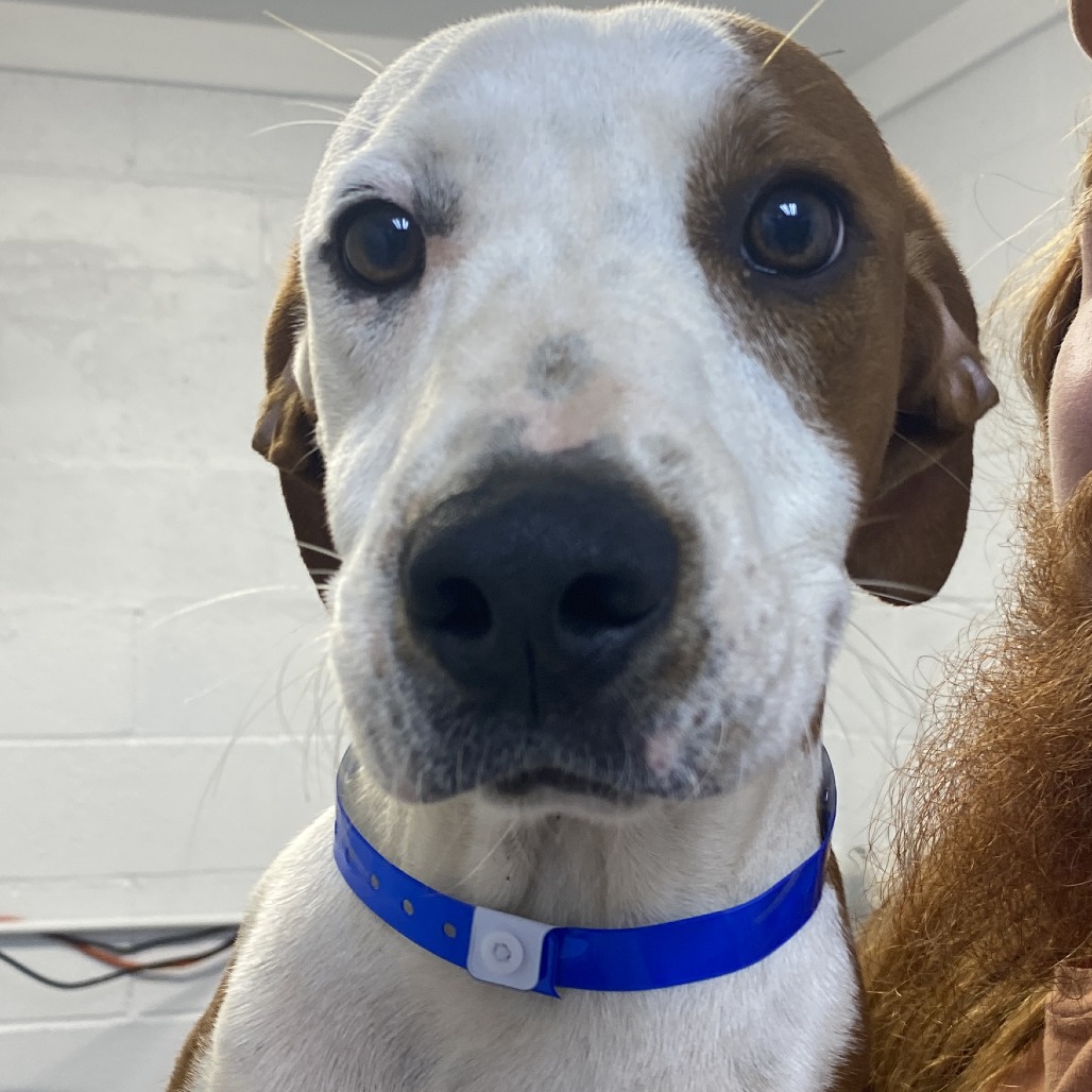 BUCK - Foxhound, American / Mix available for adoption