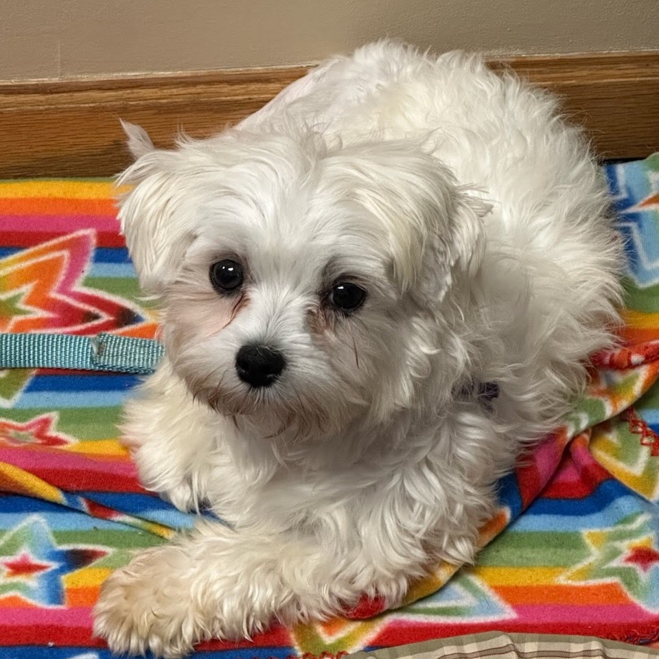 Luna Rose, a Maltese / Poodle