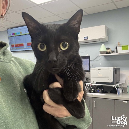 GREGORY - Domestic Shorthair available for adoption