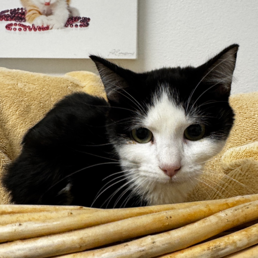 ASPEN - Domestic Shorthair available for adoption