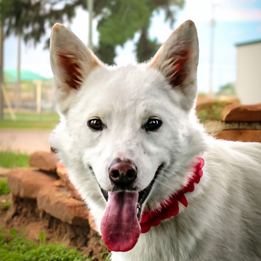 Stormie, an adoptable dog at SPCA-BC