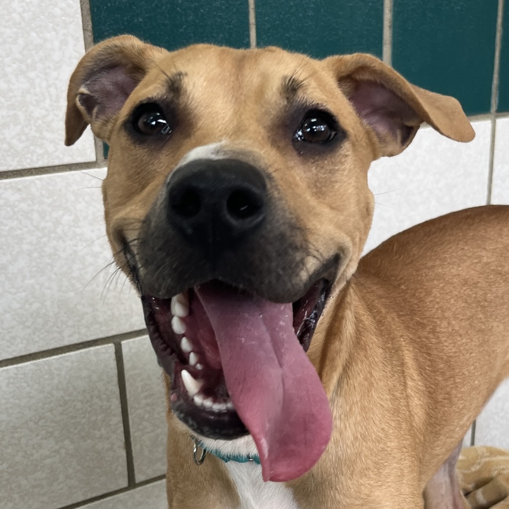 TREVOR - Mixed Breed (Large) available for adoption