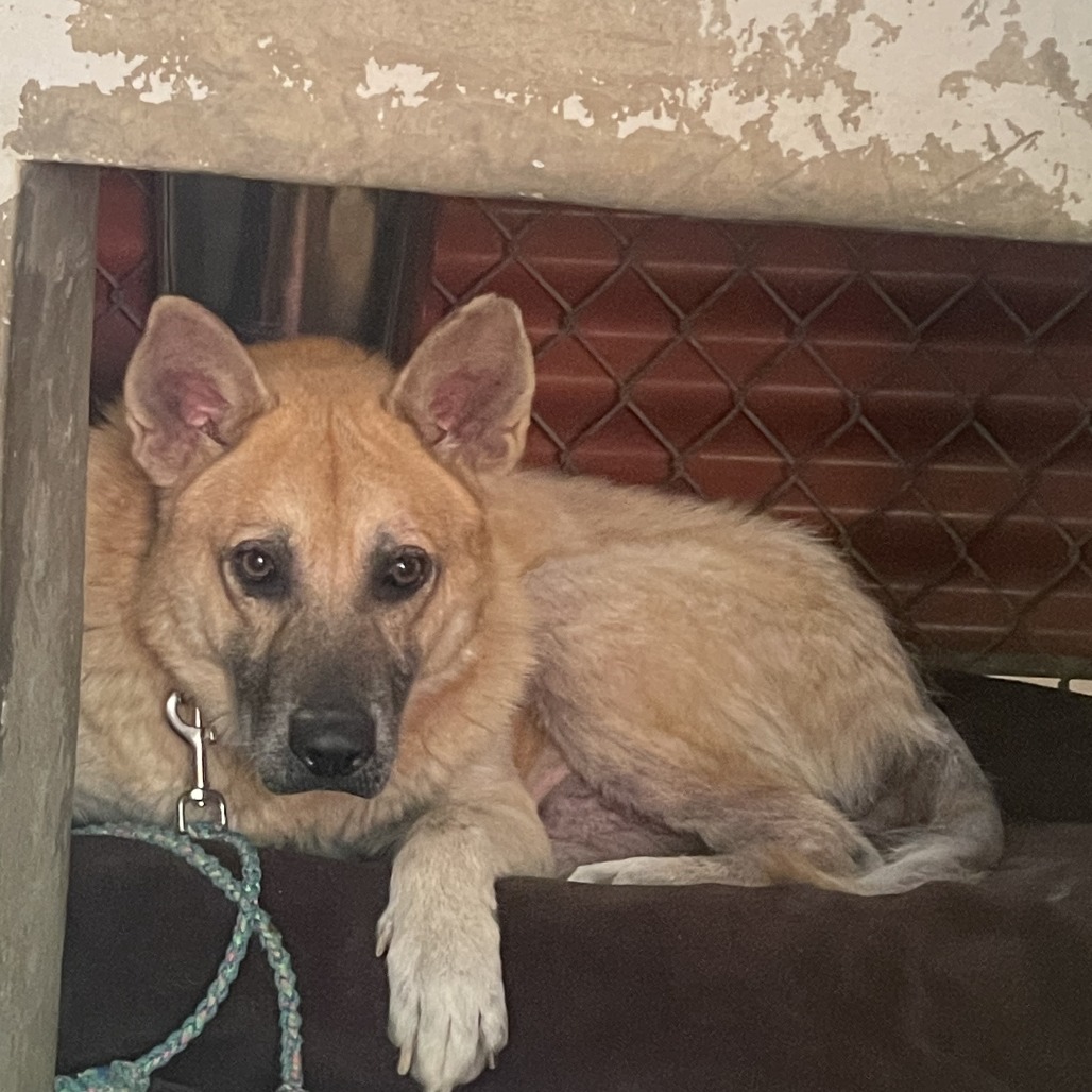 Big Chief — thumbnail 8