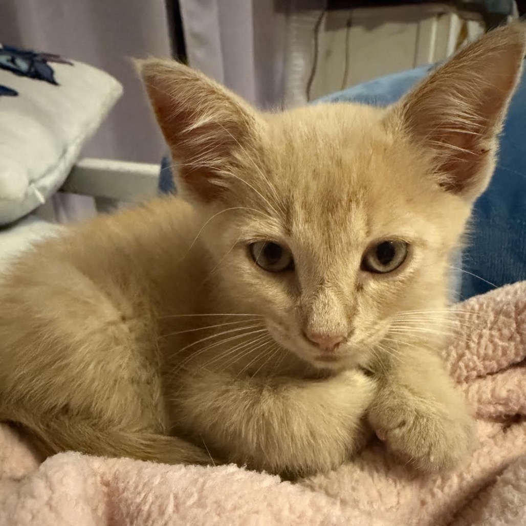 ALEX - Domestic Shorthair available for adoption