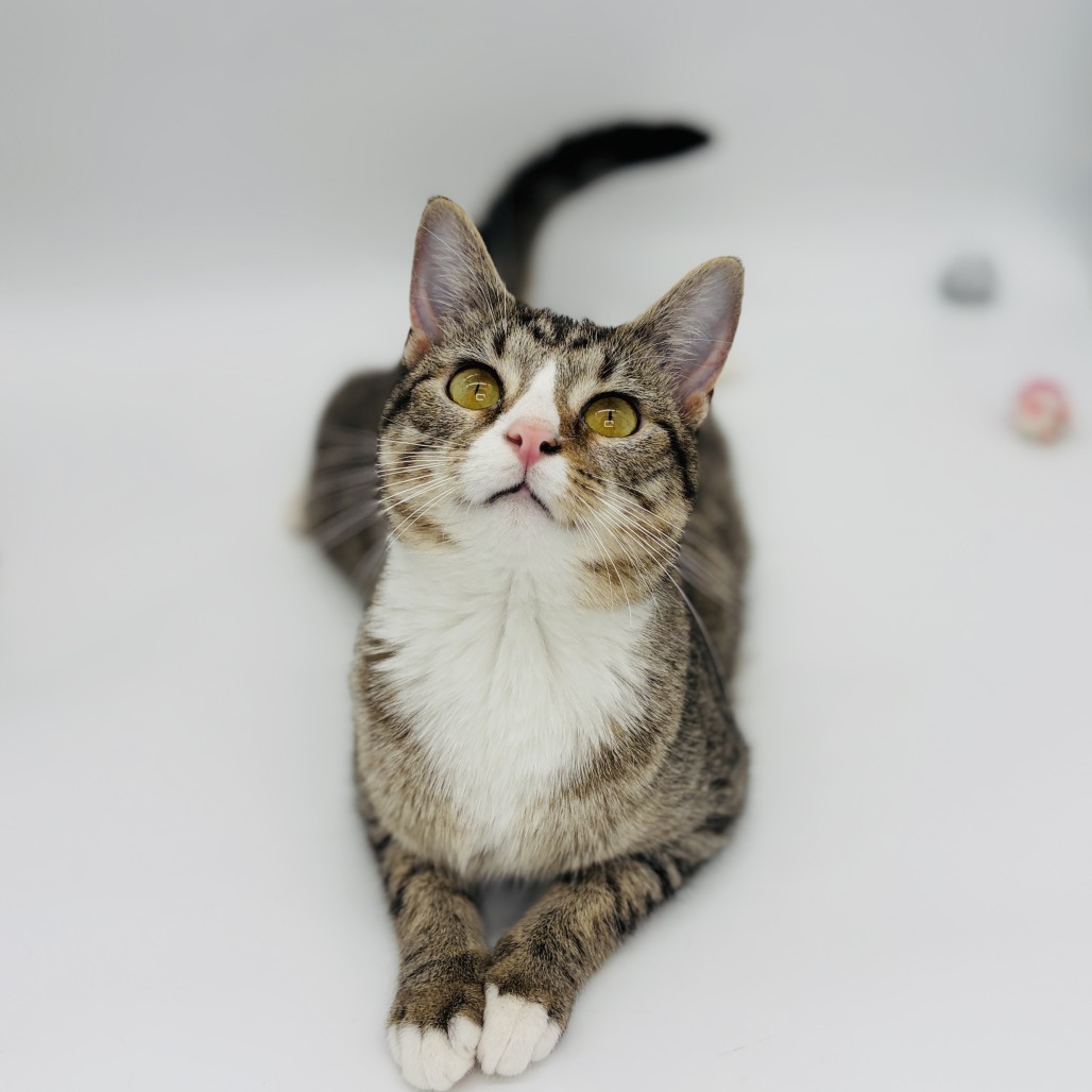 Chi Chi (adoptable with Digit) ** Cerebellar Hypoplasia**