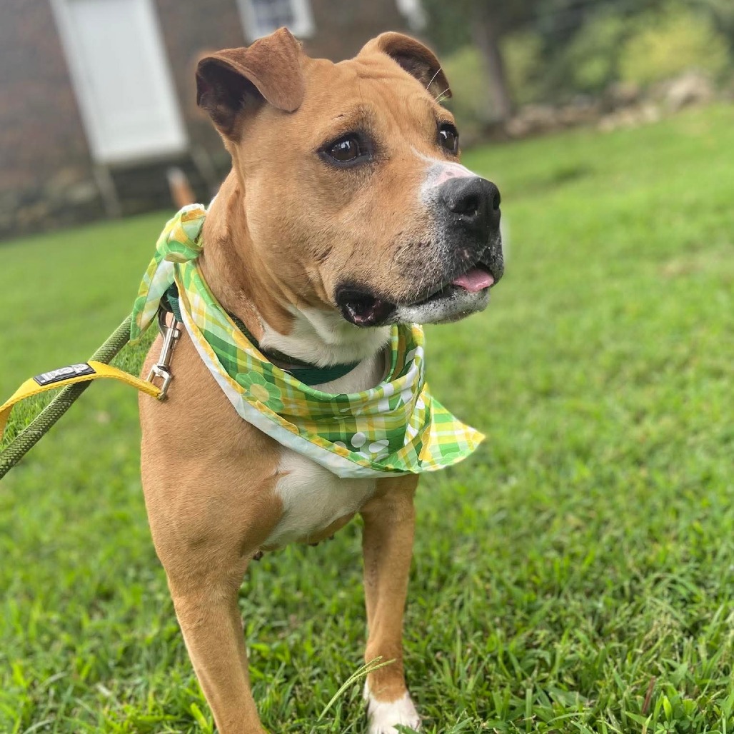 Buttercup, photo 40