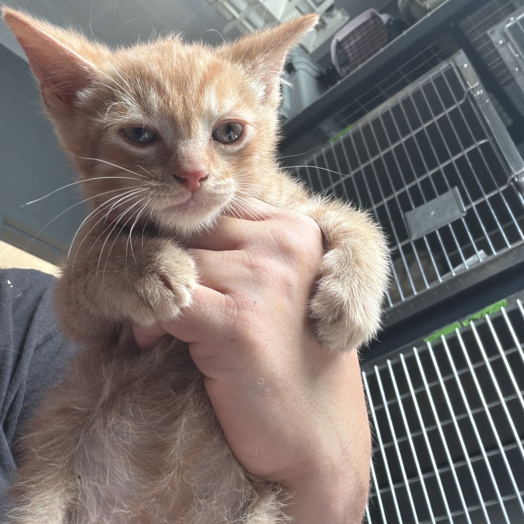 POPPER - Domestic Medium Hair available for adoption