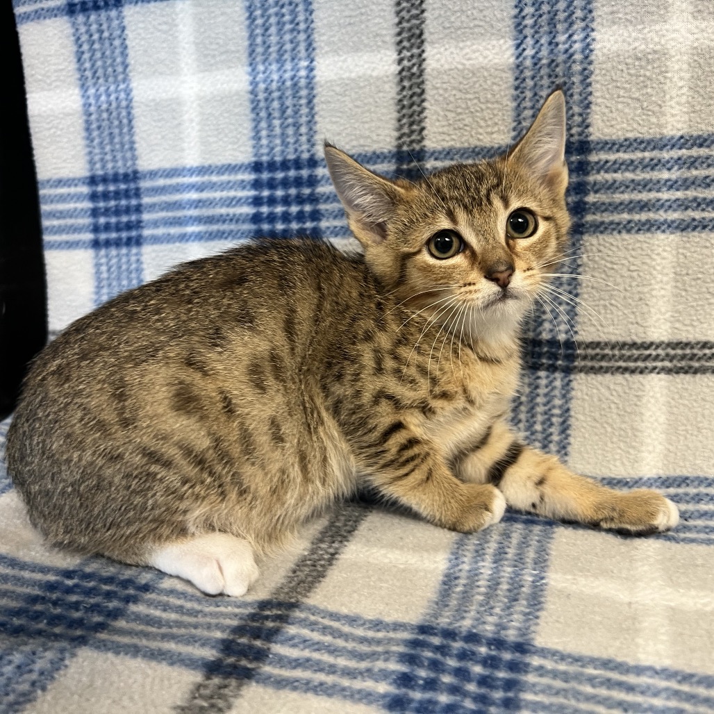 Garnet - Domestic Shorthair