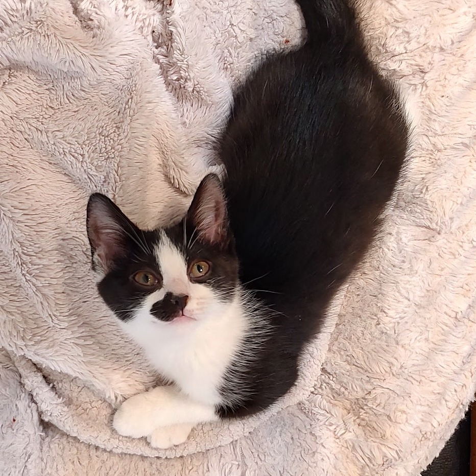 Nora, photo 5