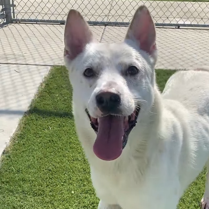 Benji — thumbnail 2