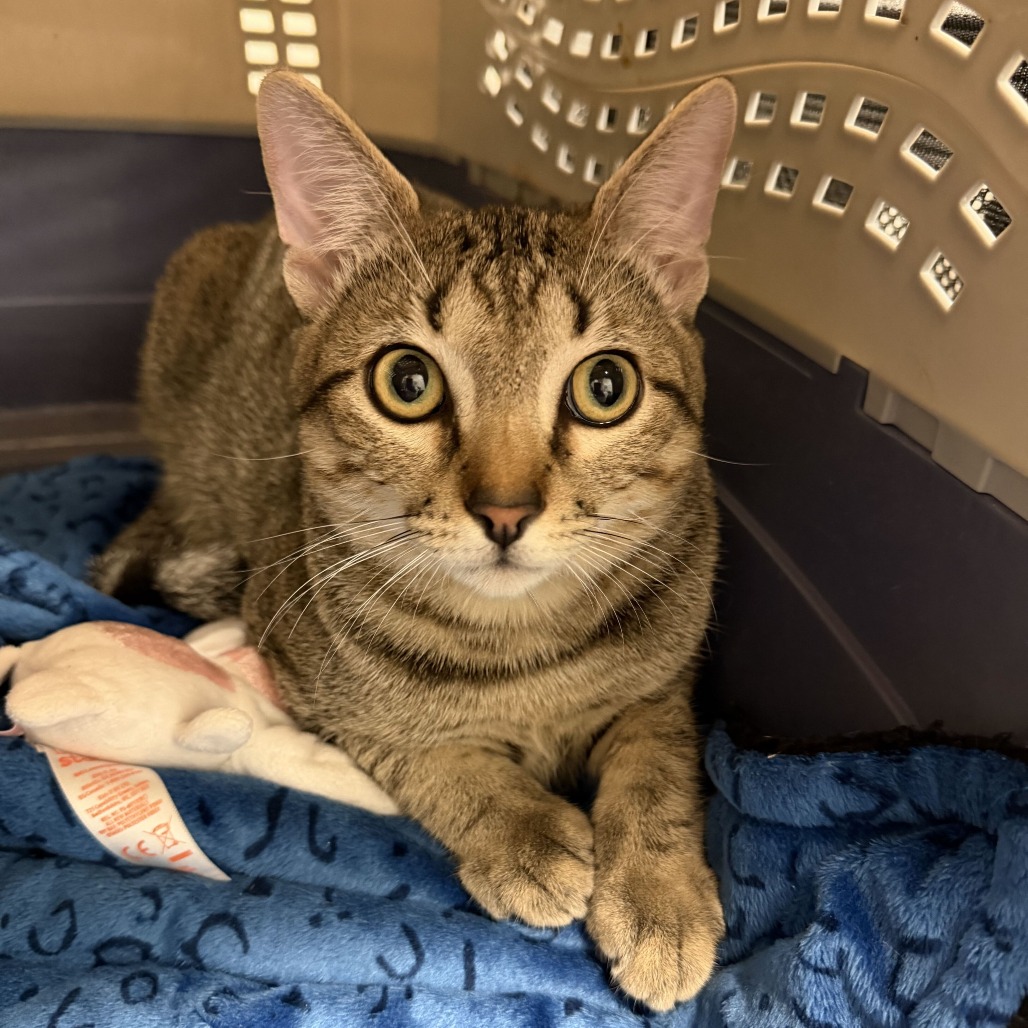 VALENTINO - Domestic Shorthair for adoption in Edinburg