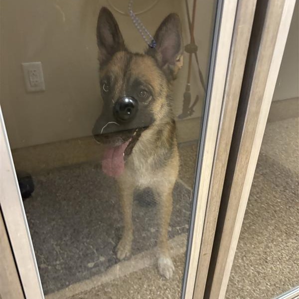 ADELAIDE - Shepherd, German / Husky available for adoption
