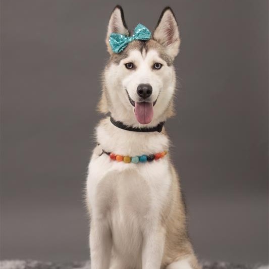 Pawdrey Hepburn, photo 2