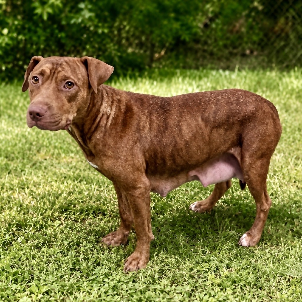 Sienna, photo 4