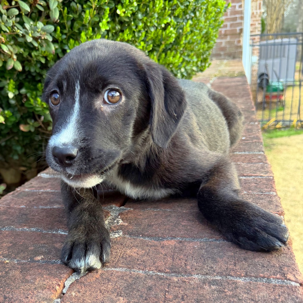 Chimp — thumbnail 4