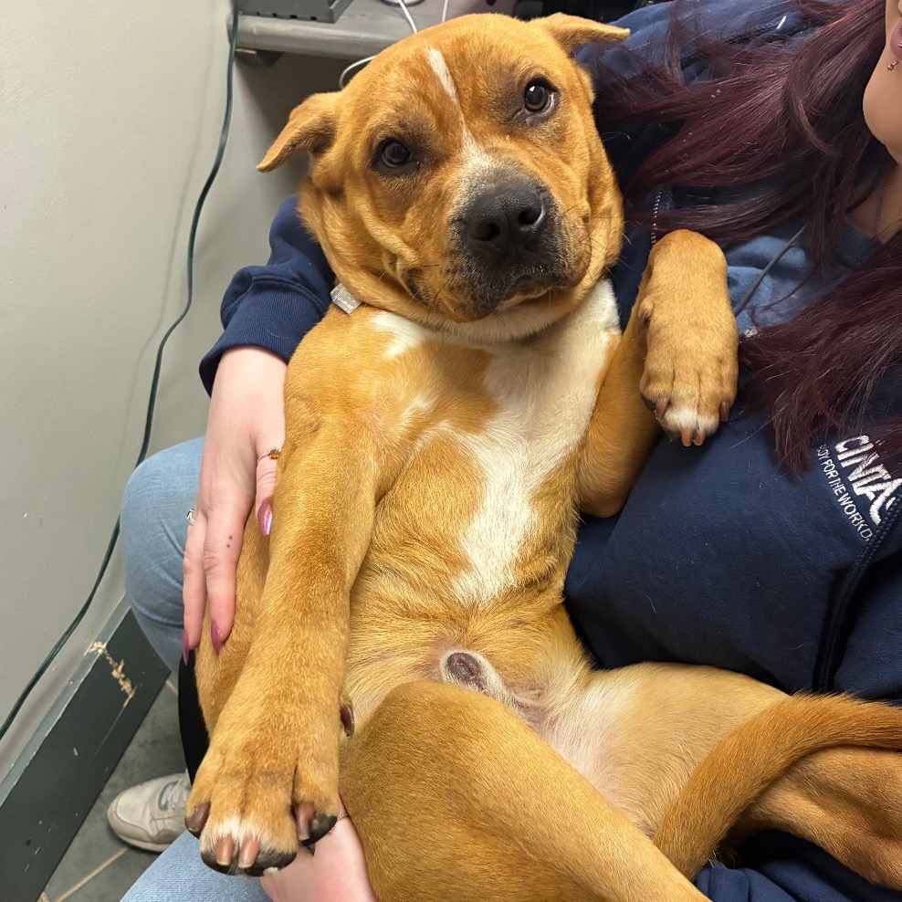 Benji — thumbnail 5