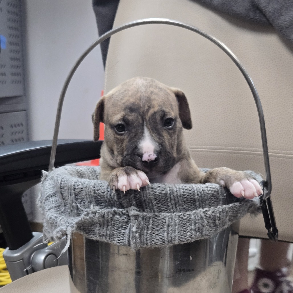 Leonidas