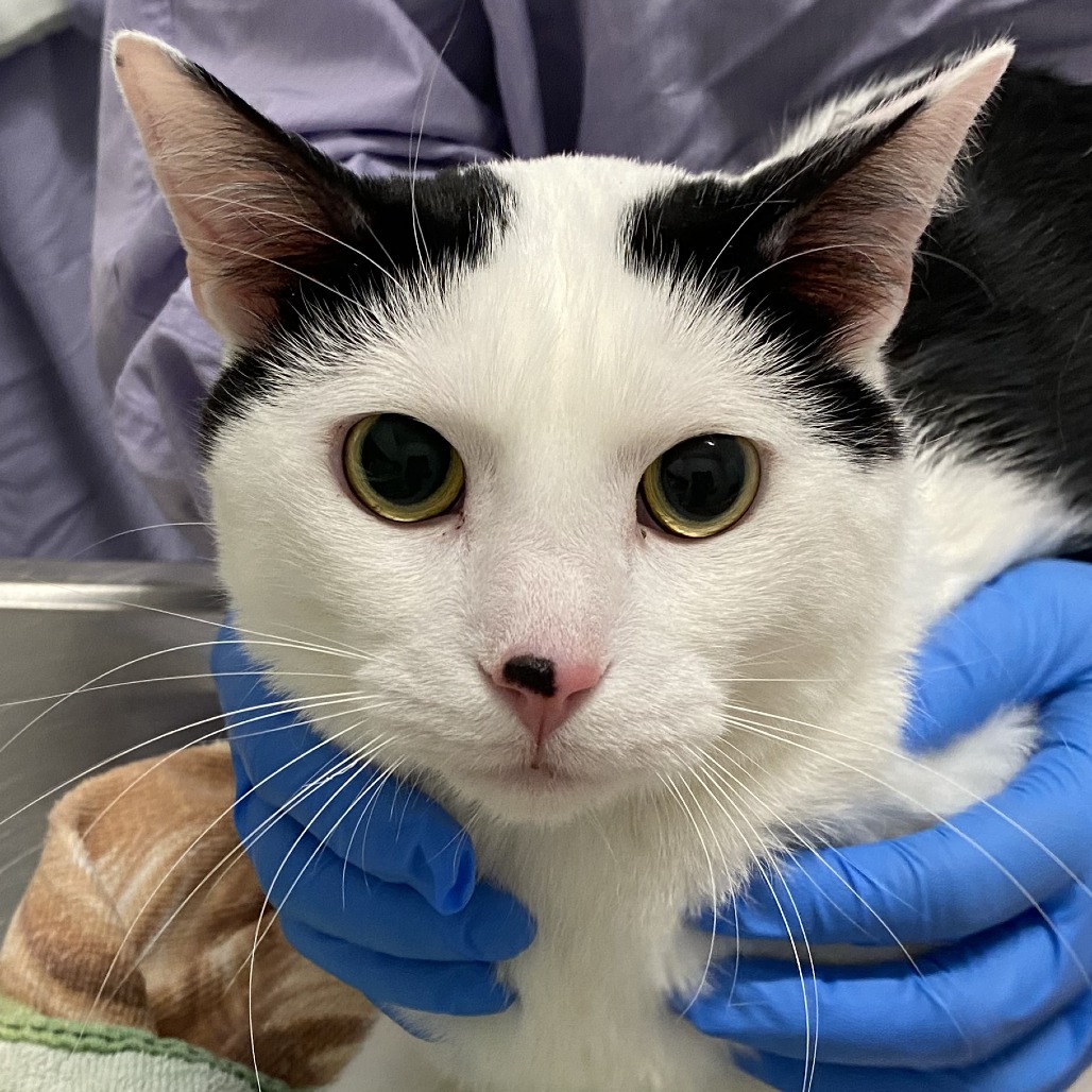 Abraham — thumbnail 2