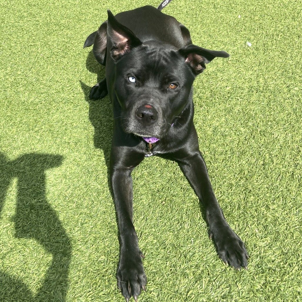 COURAGE - Mixed Breed (Medium) available for adoption