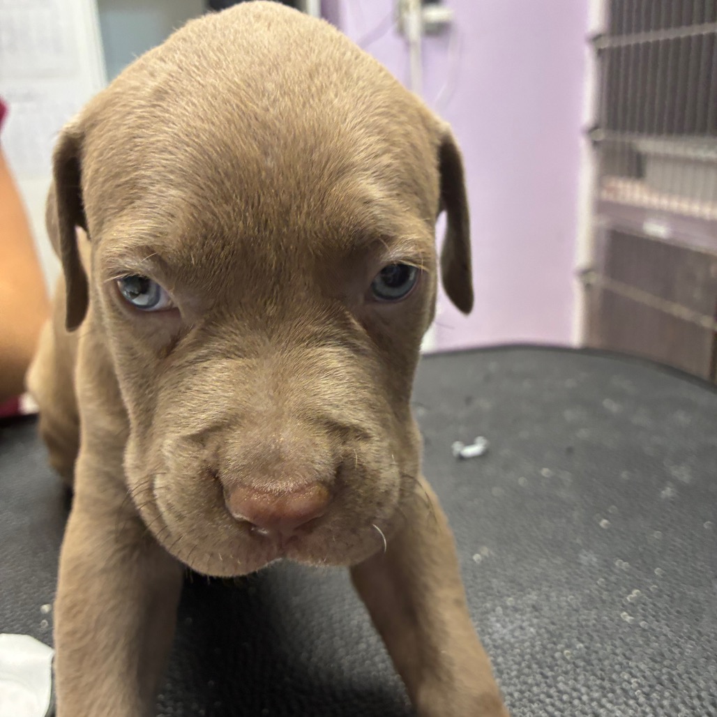 Pit Bull