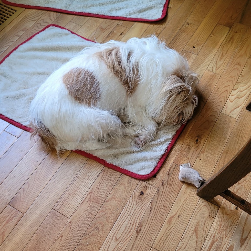 Timmy, photo 2