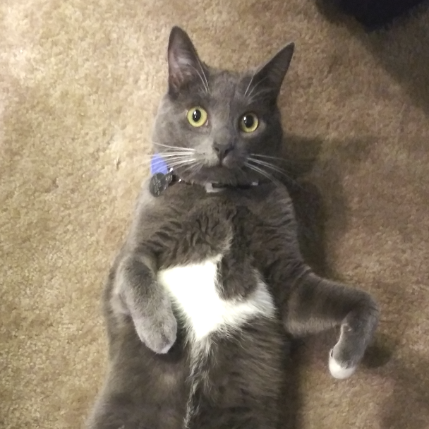 59732c18731641b8b61fa6d5dbb8abca