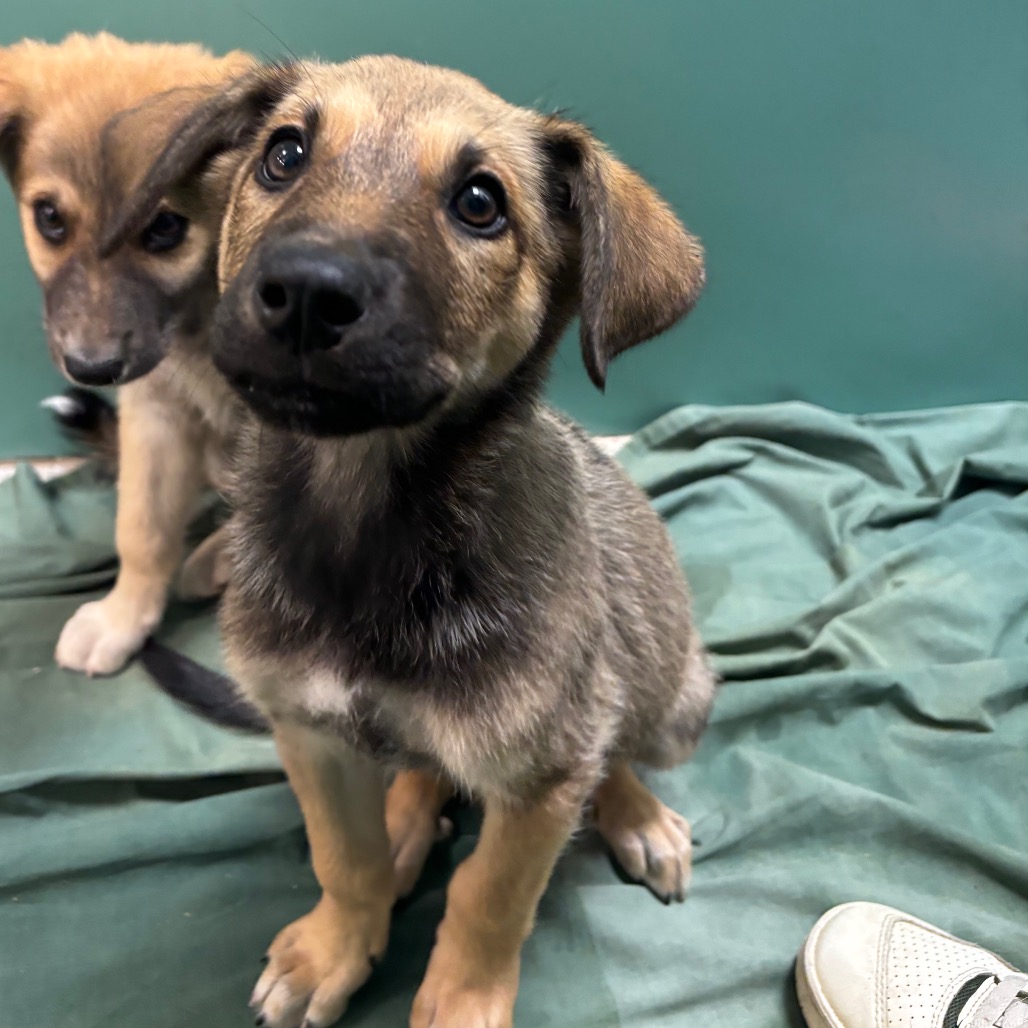 SOY SAUCE - Shepherd, German / Mixed Breed (Large) available for adoption