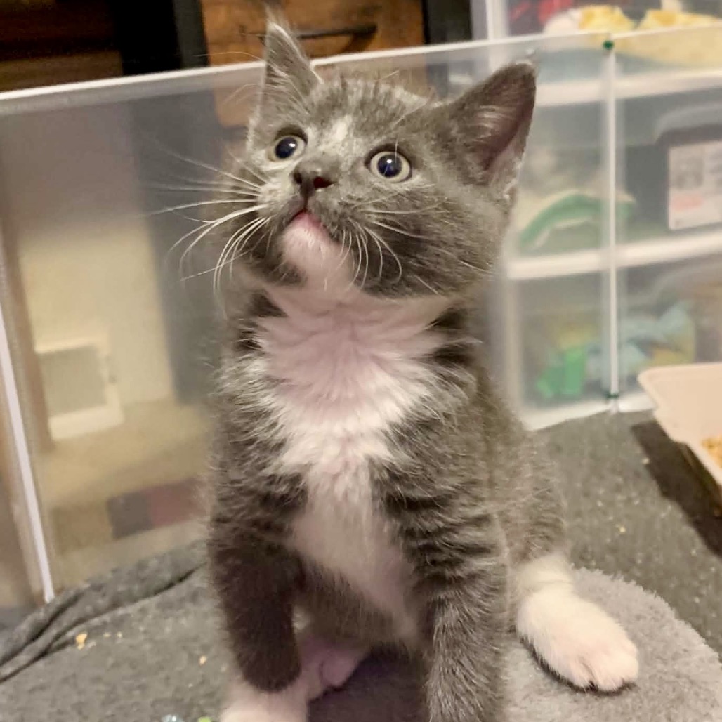 Chama, a Domestic Shorthair