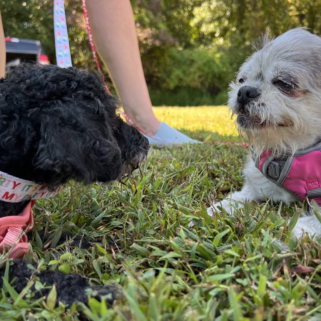 Willow (Whoopie), photo 14