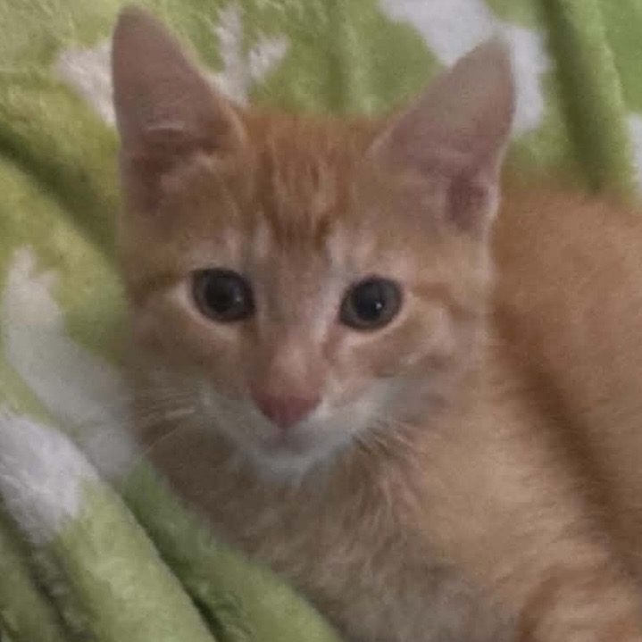 Colin, available for adoption