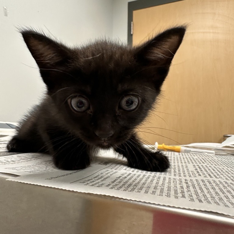 AEGON - Domestic Shorthair available for adoption