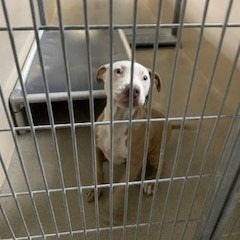 Kennel#6 Tallow's preview photo