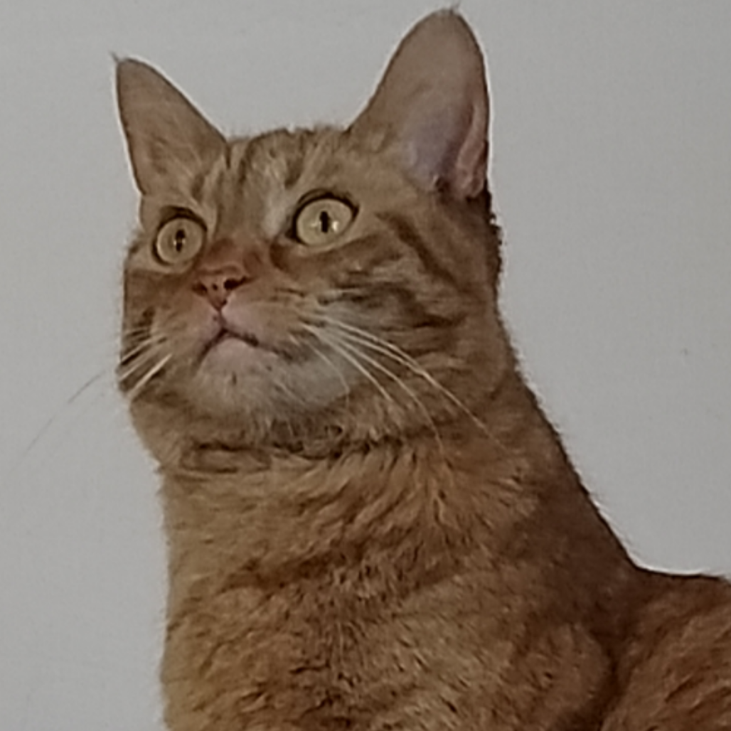 Photo of Mustard