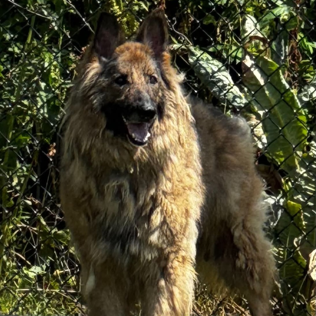 Frieda