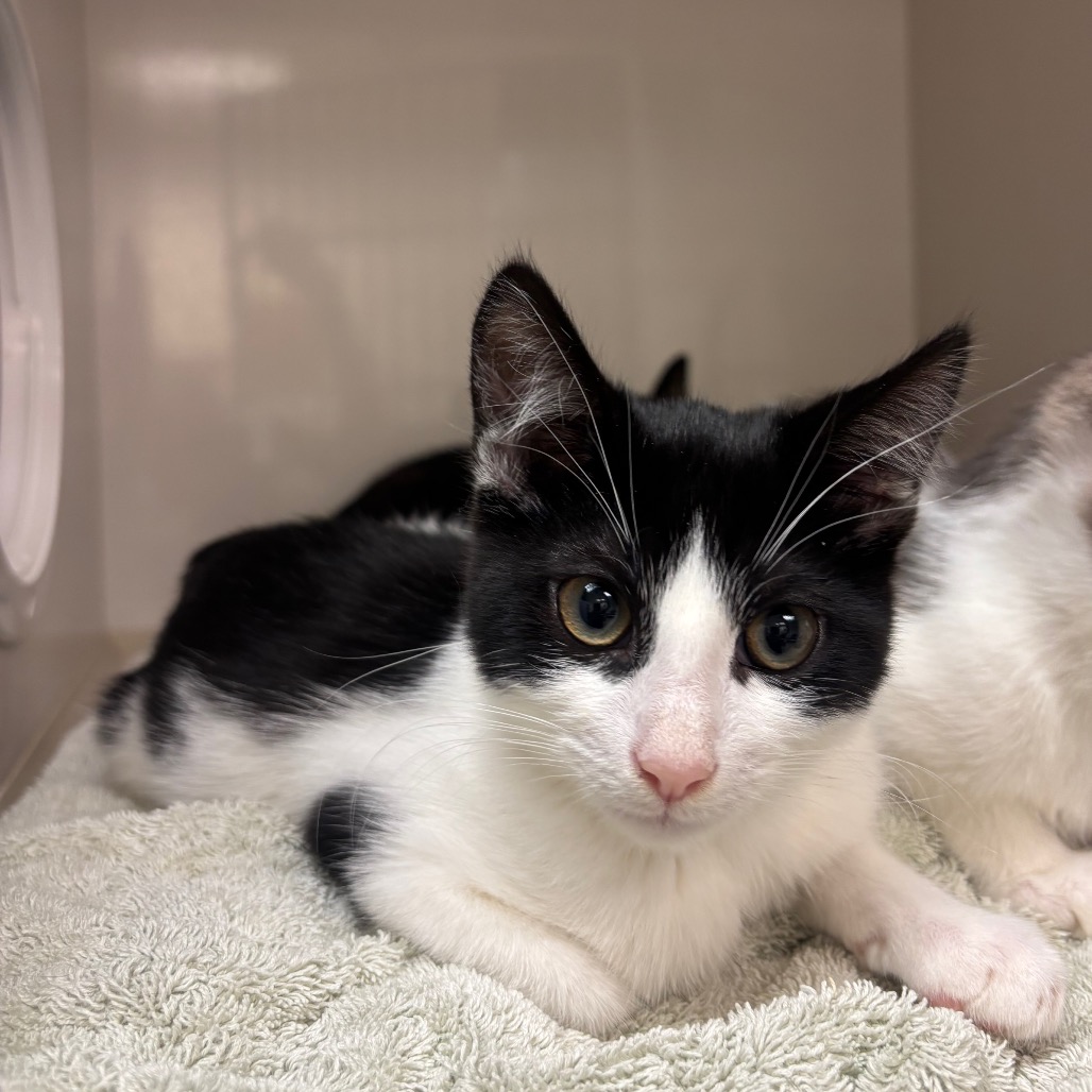 Saga - Domestic Shorthair/Mix
