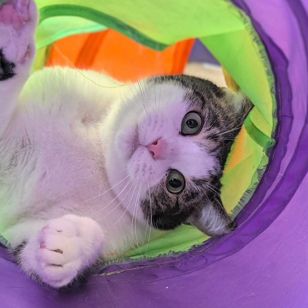 Clinger is Available for Adoption at Union County Humane Society