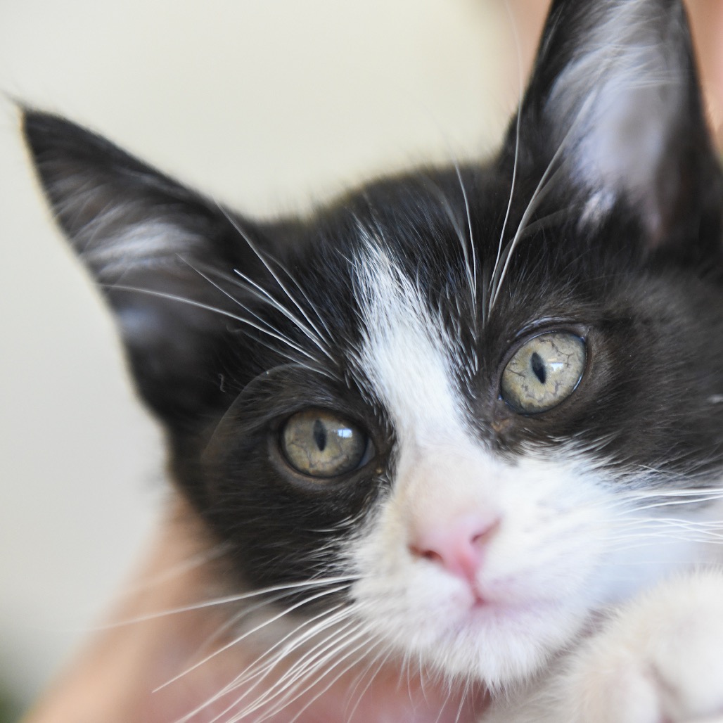 Terry (orange collar) - Domestic Shorthair