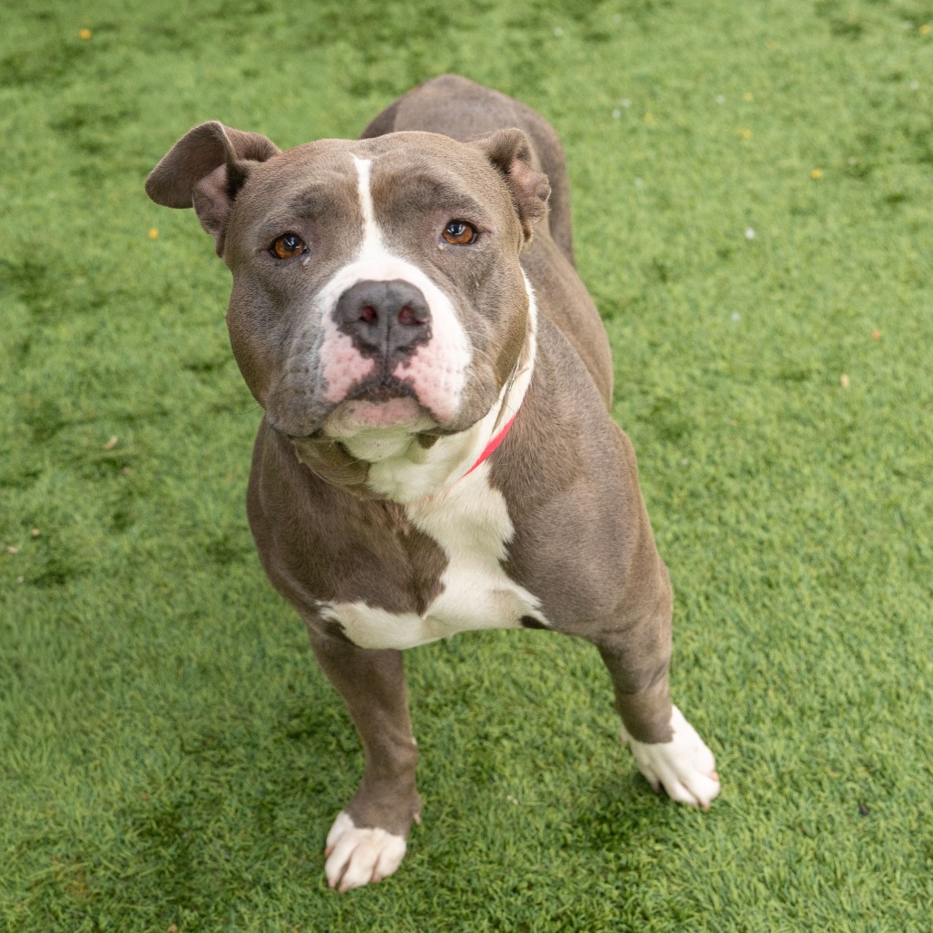Pit Bull