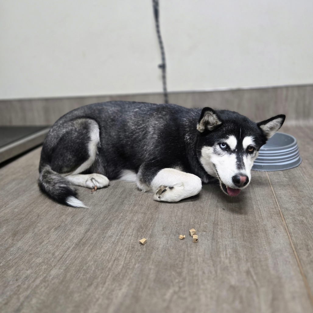 Siberian Husky