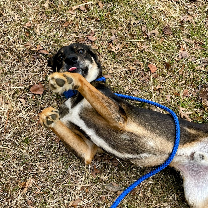 Maverick — thumbnail 4