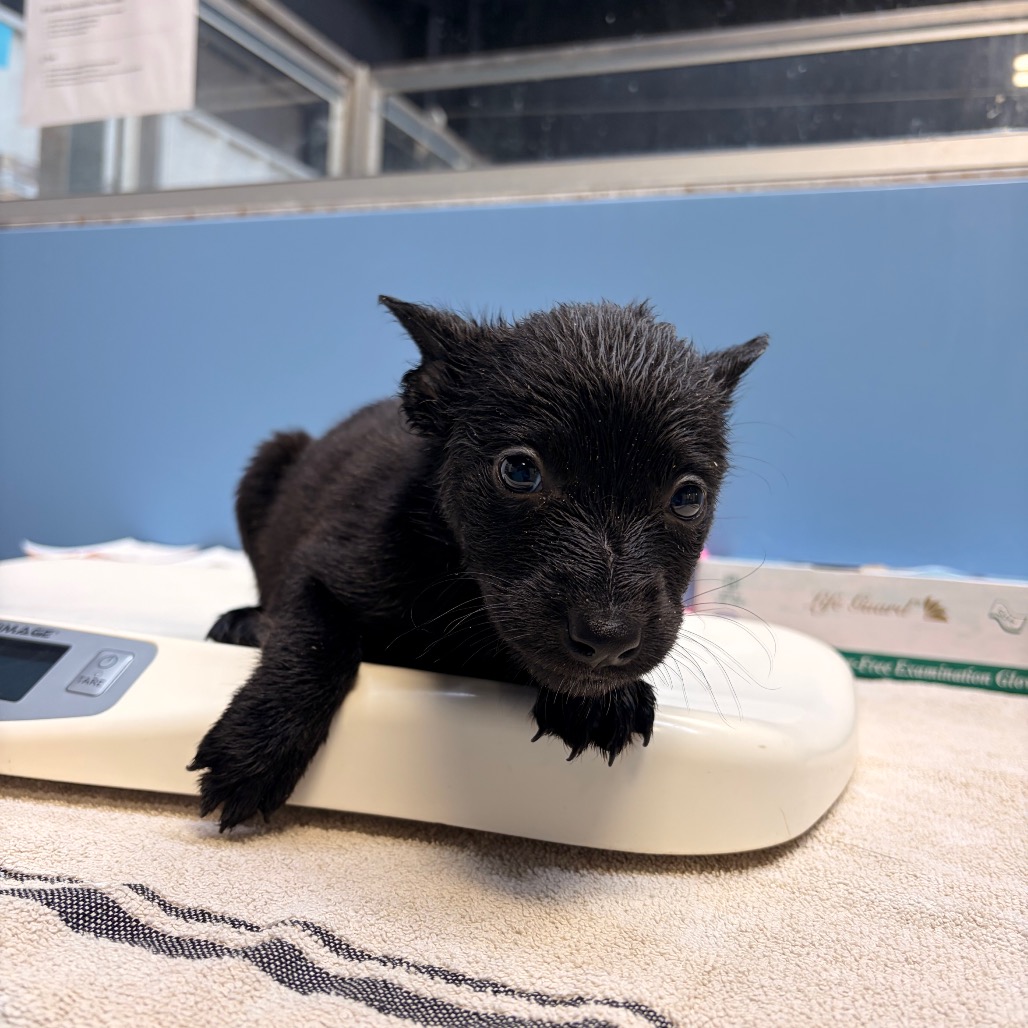 Connor, available for adoption at PVAS