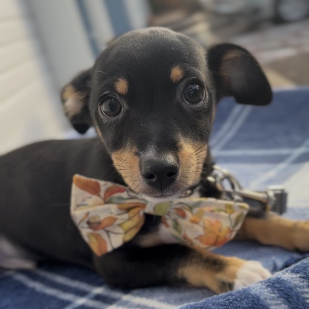 Luigi, photo 3