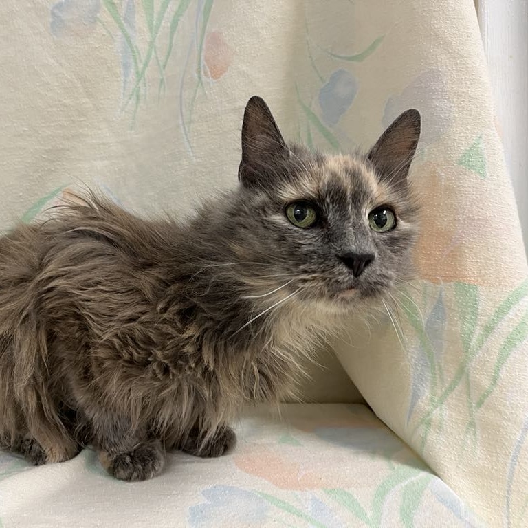 Tindra — thumbnail 2