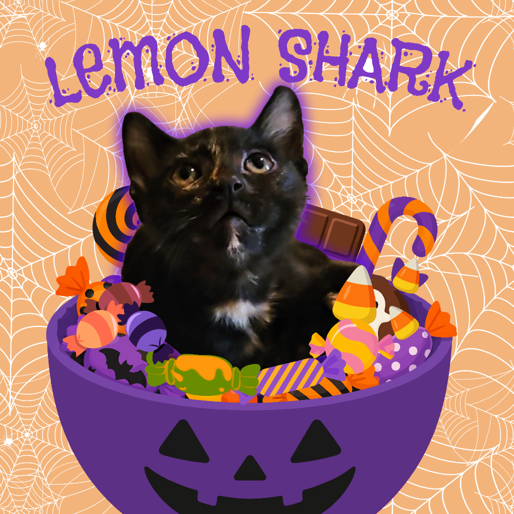 LEMON SHARK - Domestic Shorthair available for adoption